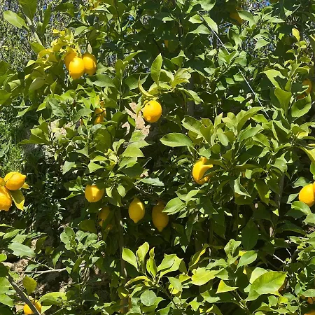 Cerdeirinhas De Basto 