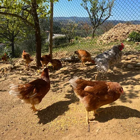Cerdeirinhas De Basto 