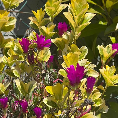 Cerdeirinhas De Basto 