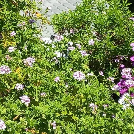 Cerdeirinhas De Basto 