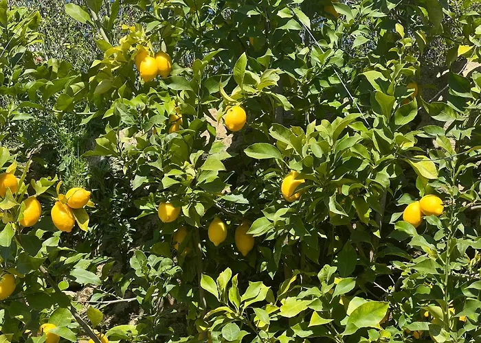 Cerdeirinhas De Basto 