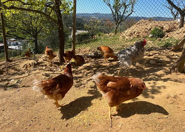 Cerdeirinhas De Basto 