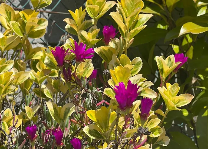 Cerdeirinhas De Basto 