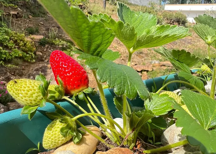 Cerdeirinhas De Basto 
