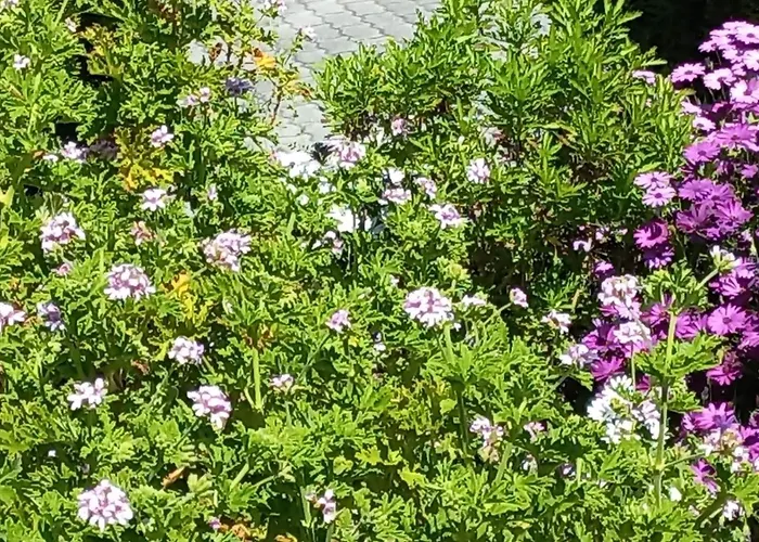 Cerdeirinhas De Basto 